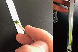 爪楊枝用いた光合成色素の分離の簡易実験