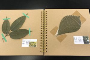 標本作製１植物標本　おしば標本の簡易作成方法